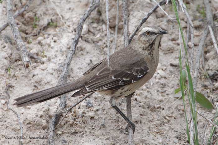 Chilean Mockingbird (Mimus thenca) photo image