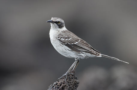 Galapagos Mockingbird (Mimus parvulus) photo image