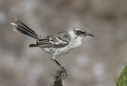 Galapagos Mockingbird (Mimus parvulus) photo image