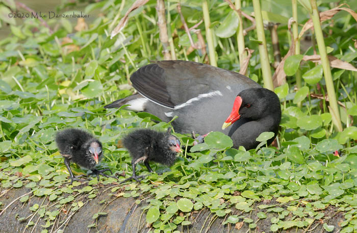 Common Moorhen (Gallinula chloropus) photo image