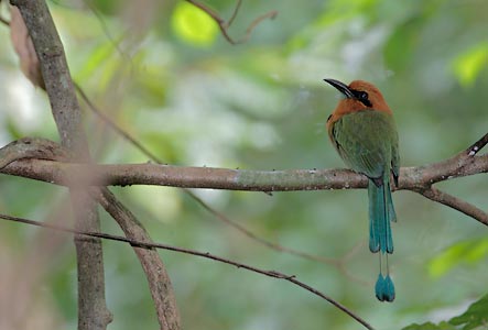Broad-billed Motmot (Electron platyrhynchum) photo image