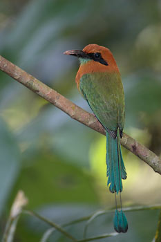 Broad-billed Motmot (Electron platyrhynchum) photo image