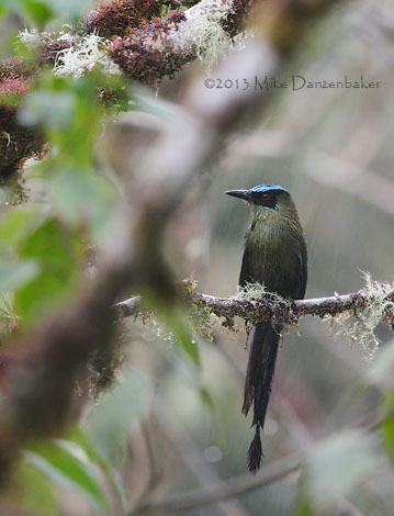 Andean Motmot (Momotus aequatorialis) photo image