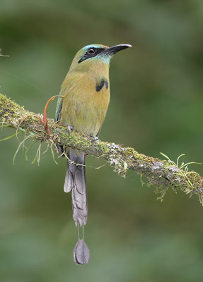 Keel-billed Motmot (Electron carinatum) photo image