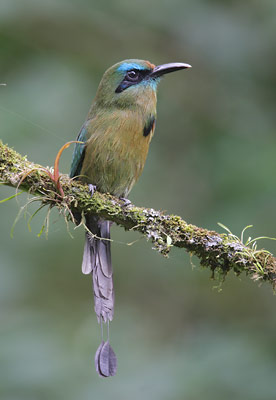Keel-billed Motmot (Electron carinatum) photo image