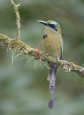 Keel-billed Motmot (Electron carinatum) photo image