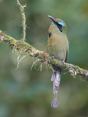 Keel-billed Motmot (Electron carinatum) photo image