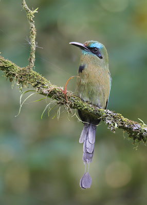 Keel-billed Motmot (Electron carinatum) photo image