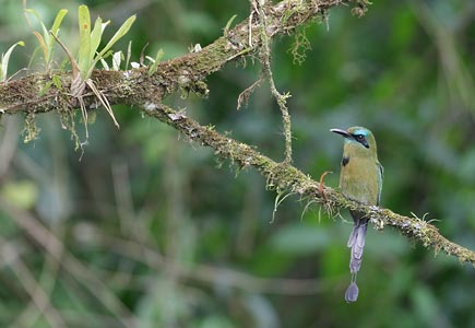 Keel-billed Motmot (Electron carinatum) photo image