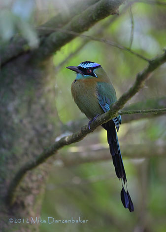 Lesson's Motmot (Momotus lessonii) photo image