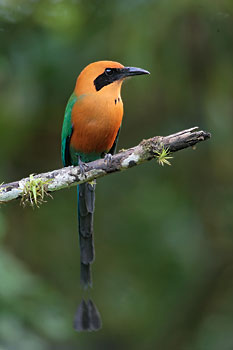 Rufous Motmot (Baryphthengus martii) photo image