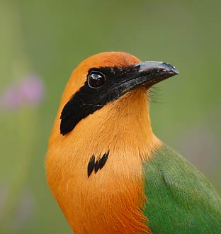 Rufous Motmot (Baryphthengus martii) photo image