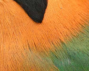 Rufous Motmot (Baryphthengus martii) photo image