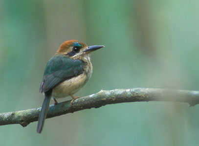 Tody Motmot (Hylomanes momotula) photo image