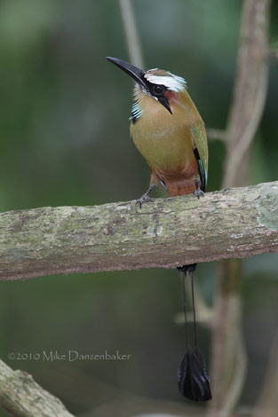 Turquoise-browed Motmot (Eumomota superciliosa) photo image