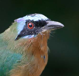 Trinidad Motmot (Momotus bahamensis) photo image