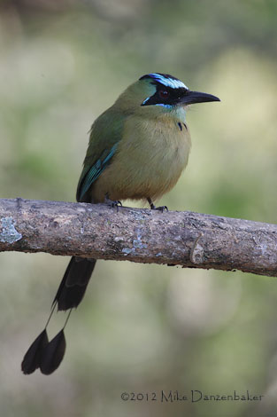 Whooping Motmot (Momotus subrufescens) photo