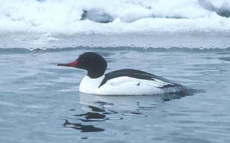 Common Merganser (Mergus merganser) photo image