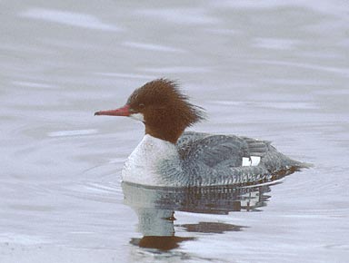 Common Merganser (Mergus merganser) photo image