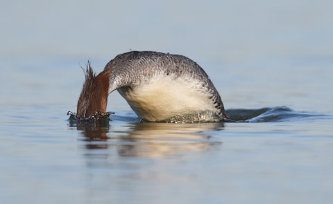 Common Merganser (Mergus merganser) photo image
