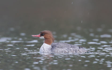 Common Merganser (Mergus merganser) photo image