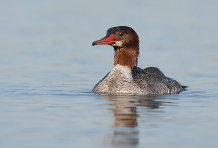 Common Merganser (Mergus merganser) photo image
