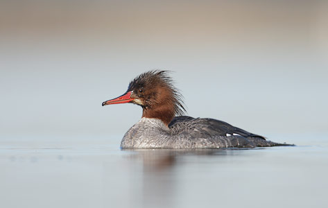 Common Merganser (Mergus merganser) photo image