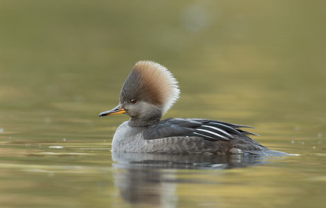 Hooded Merganser (Lophodytes cucullatus) photo image
