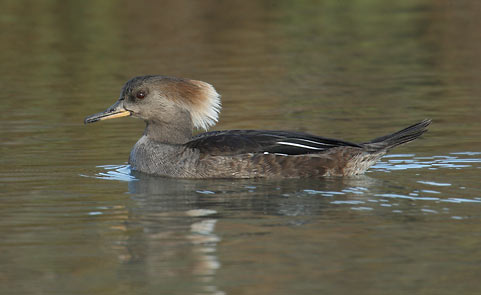 Hooded Merganser (Lophodytes cucullatus) photo image