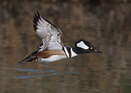 Hooded Merganser (Lophodytes cucullatus) photo image