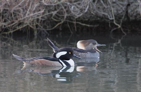 Hooded Merganser (Lophodytes cucullatus) photo image