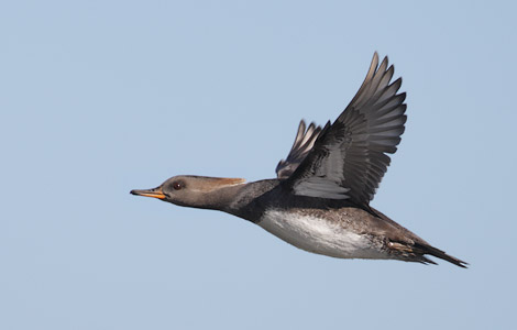 Hooded Merganser (Lophodytes cucullatus) photo image