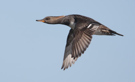 Hooded Merganser (Lophodytes cucullatus) photo image