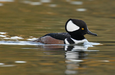 Hooded Merganser (Lophodytes cucullatus) photo image