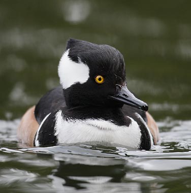 Hooded Merganser (Lophodytes cucullatus) photo image