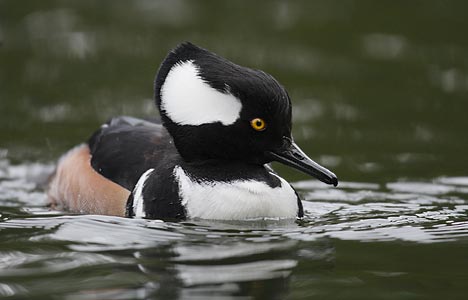 Hooded Merganser (Lophodytes cucullatus) photo image