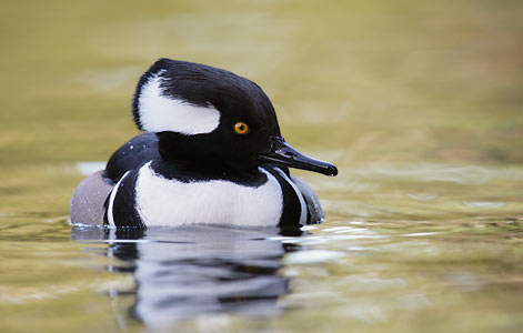 Hooded Merganser (Lophodytes cucullatus) photo image