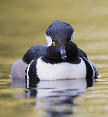Hooded Merganser (Lophodytes cucullatus) photo image