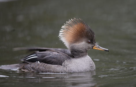Hooded Merganser (Lophodytes cucullatus) photo image