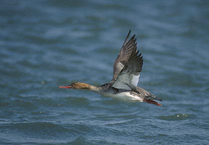 Red-breasted Merganser (Mergus serrator) photo image