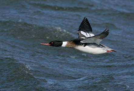 Red-breasted Merganser (Mergus serrator) photo image
