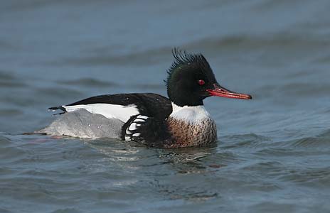 Red-breasted Merganser (Mergus serrator) photo image