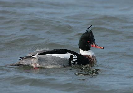 Red-breasted Merganser (Mergus serrator) photo image