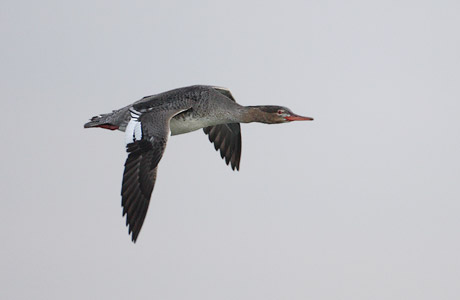 Red-breasted Merganser (Mergus serrator) photo image