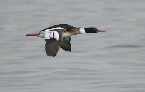 Red-breasted Merganser (Mergus serrator) photo image