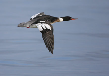 Red-breasted Merganser (Mergus serrator) photo image