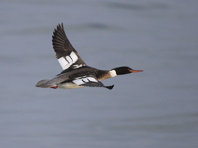 Red-breasted Merganser (Mergus serrator) photo image