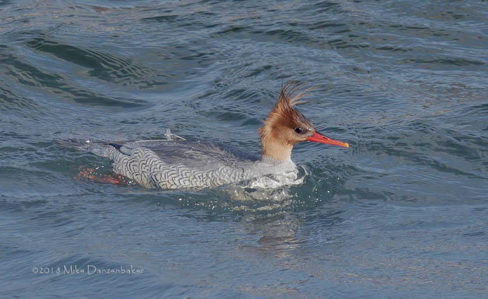 Scaly-sided Merganser (Mergus squamatus) photo image