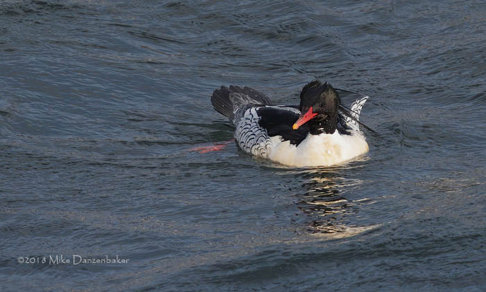 Scaly-sided Merganser (Mergus squamatus) photo image