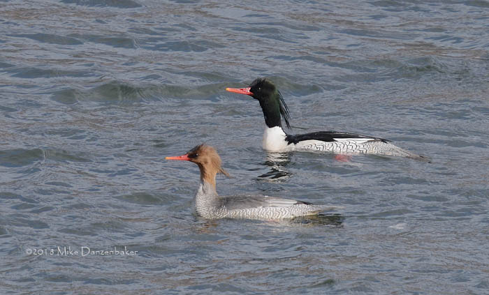 Scaly-sided Merganser (Mergus squamatus) photo image